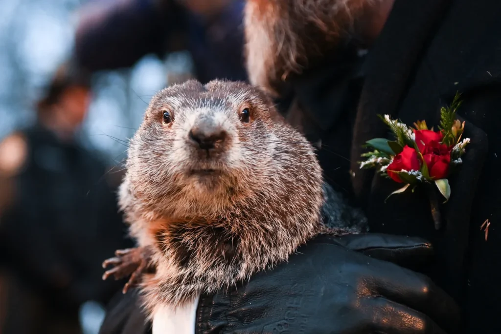 Did the Groundhog See His Shadow? | HeLovesMath Did the Groundhog See His Shadow?