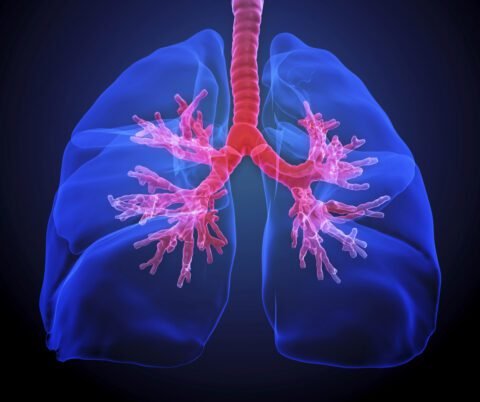Pulmonary High Blood Pressure: A Comprehensive Guide | HeLovesMath Medical illustration of human lungs showing pulmonary arteries and bronchi, representing pulmonary hypertension or high blood pressure in lungs