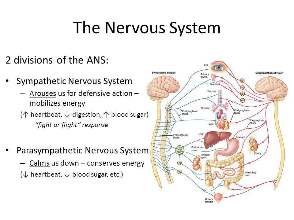 Overview of the Nervous System | AP Psychology online course | HeLovesMath Overview of the Nervous System