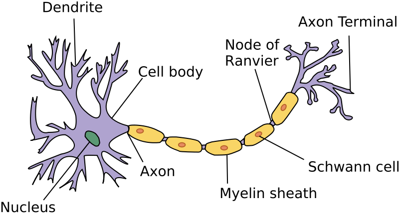 The Neuron & Neural Firing | AP Psychology online course | HeLovesMath The Neuron & Neural Firing | AP Psychology online course